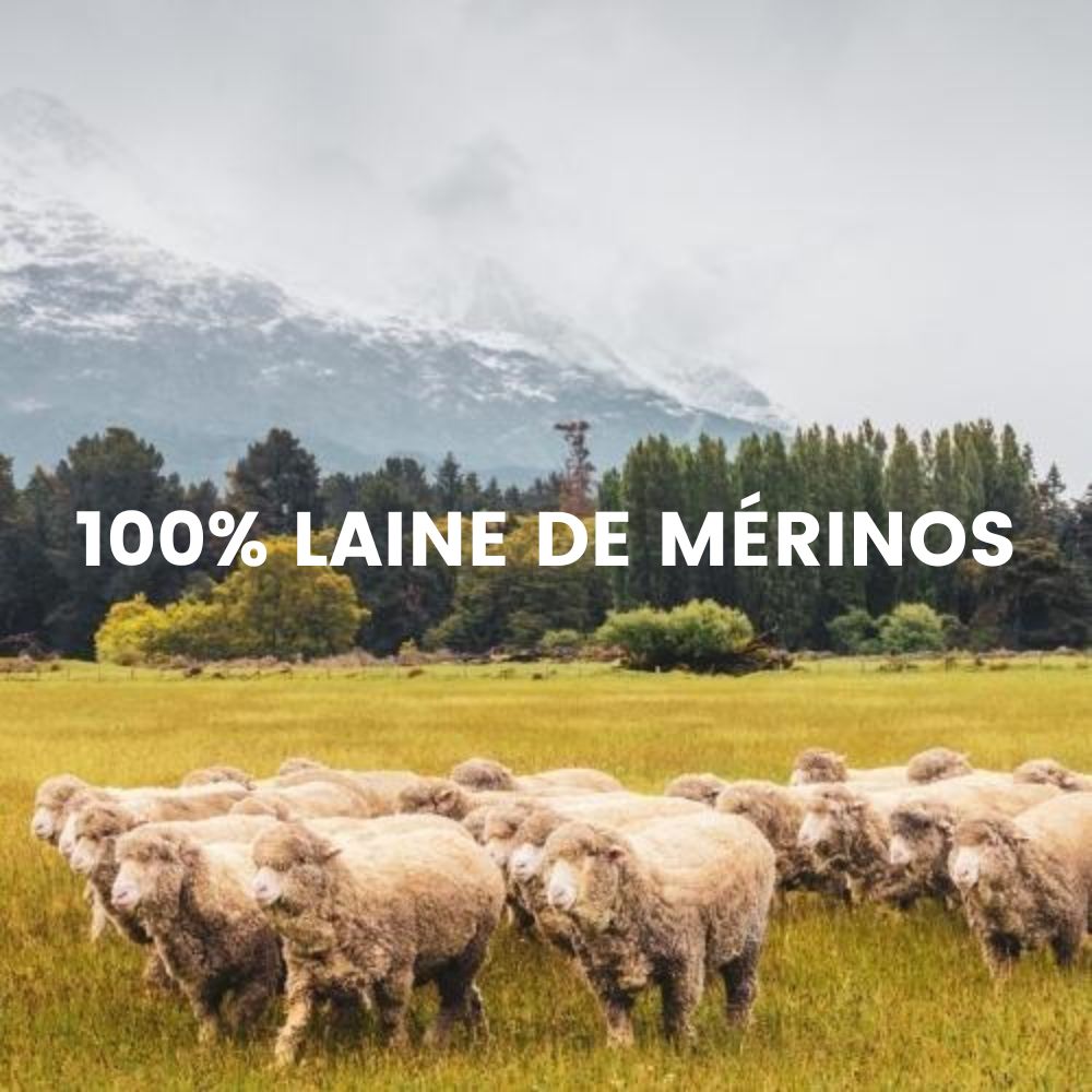 100_laine_de_merinos.jpg