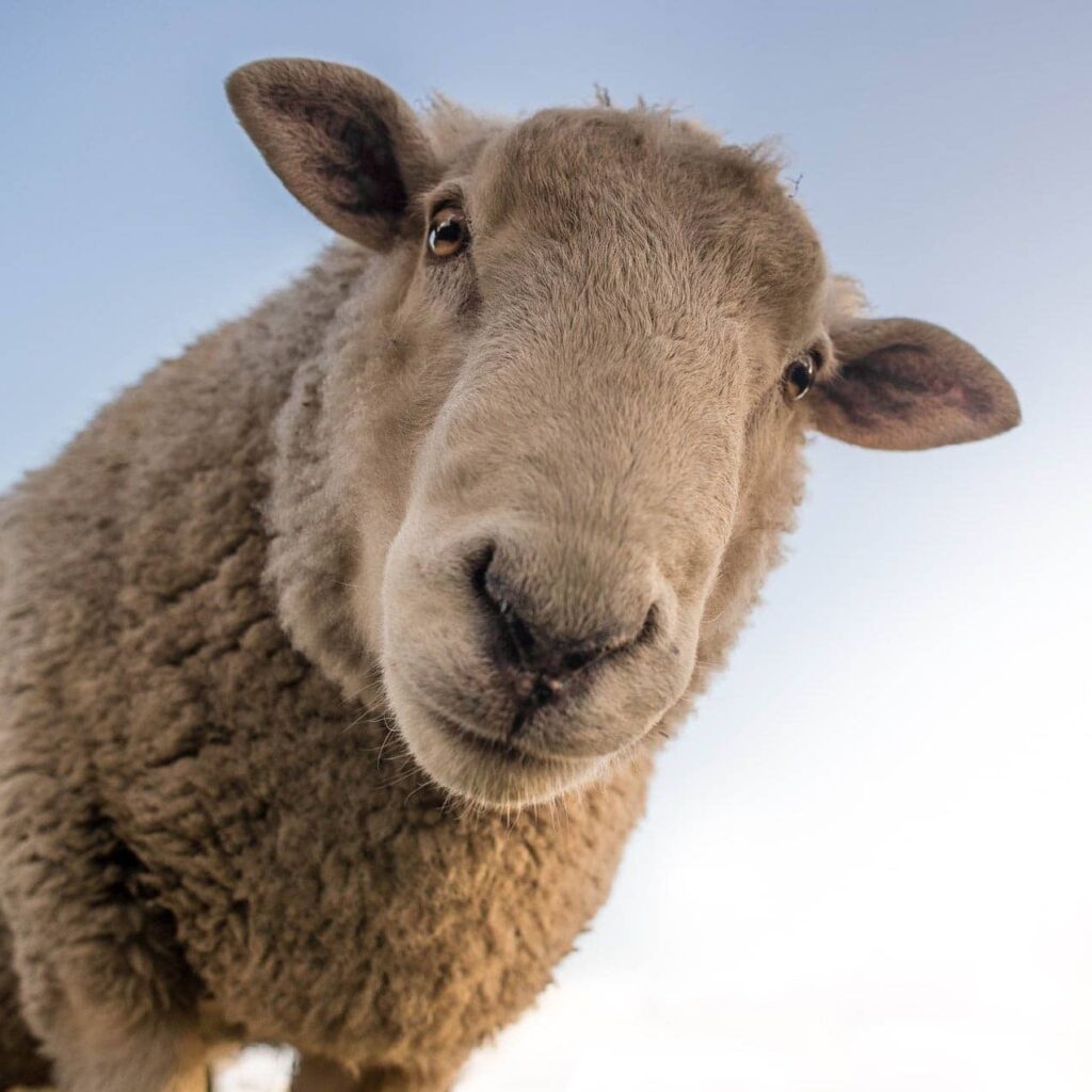 mouton-merinos-1024x1024.jpg