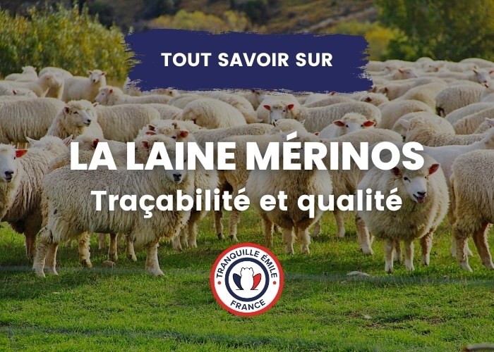 La laine de mérinos, tout savoir sur nos pulls made in France